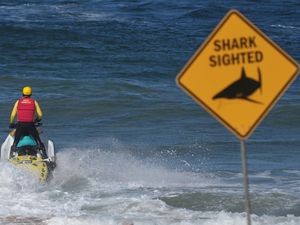 Supporting image for story: Beaches closed after shark kills man in his 50s near Sydney