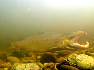 Supporting image for story: Underwater photos show wildlife conservation at work