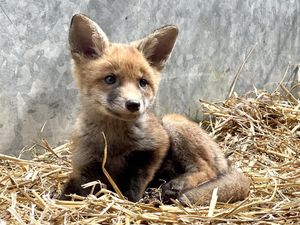 Supporting image for story: Dozen orphaned fox cubs being cared for at Shropshire wildlife centre