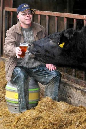 Supporting image for story: Daily diet of beer - what a lucky cow