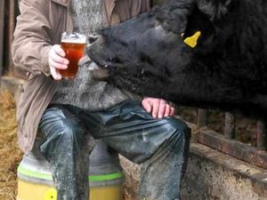 Supporting image for story: Daily diet of beer - what a lucky cow