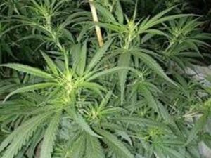 Supporting image for story: More than 600 cannabis plants discovered by police in Wolverhampton raid