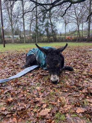 Nicky the donkey after the rescue. Picture Mid and West Wales Fire Service