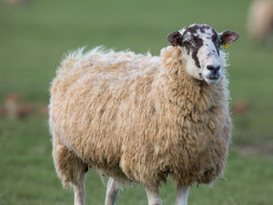 Supporting image for story: Blowfly strike could cost farmers more than £200 for every lamb lost
