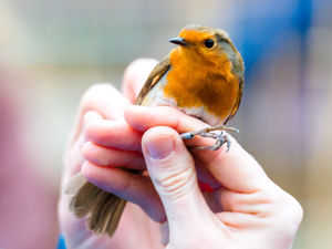 Supporting image for story: Colourful birds shown at ringing event