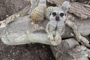 Love Your Zoo week at Drayton Manor