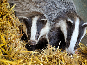 Supporting image for story: 4,000 badgers killed in Shropshire cull, figures reveal