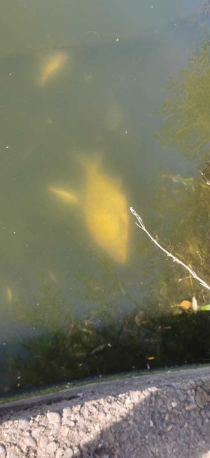 Pictures: Telford Angling Association