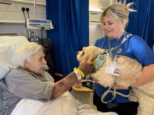 Supporting image for story: Charlie the cavachon becomes Walsall Manor Hospital's third 'paw'fect therapy dog