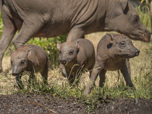 Supporting image for story: Rare pigs born at Chester Zoo