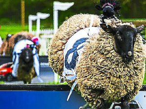 Supporting image for story: Child races instead of sheep after Hoo Farm sheep racing row