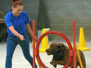 Supporting image for story: South Staffordshire College hosts annual animal care dog show