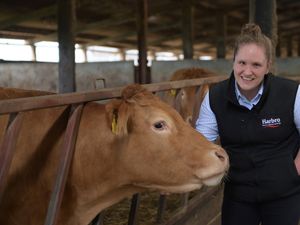 Supporting image for story: Farmers warned about the dangers of rumen acidosis in cattle
