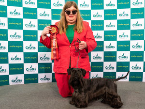 Supporting image for story: Shropshire owner's terrier takes best in class at Crufts