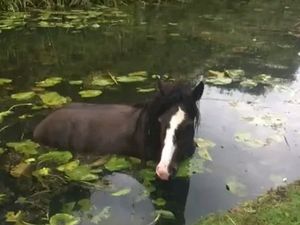 Supporting image for story: Firefighters rescue horse from canal in Walsall