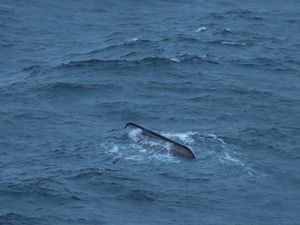 Supporting image for story: American archaeologist dies after Viking replica ship sinks off coast of Norway