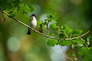 Pied Flycatcher perched on branch