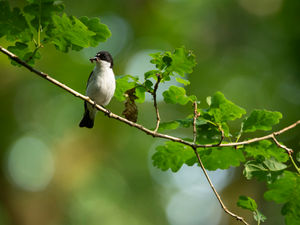Supporting image for story: Successful breeding season for Pied Flycatchers on West Midlands nature reserve for the fourth year running