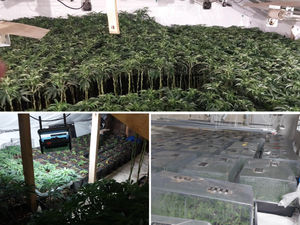 Supporting image for story: 9,000 cannabis plants worth £9.5m seized and five arrested in 'one of West Midlands Police's biggest drugs raids ever'