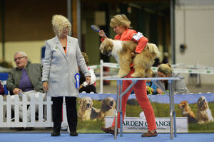 Judging in the main arena at the British Utility Breeds Association Show at the County Showground, Stafford