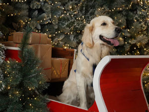 Supporting image for story: Children and pets invited to Dobbies garden centre Santa grotto