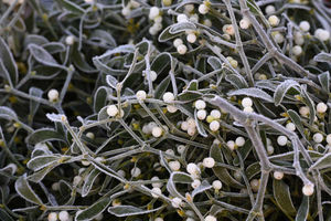 Supporting image for story: Festive singing coming to Craven Arms castle