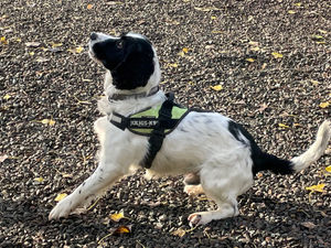 SPEN has been trialling the use of specially trained detection dog Jac, who is able to help identify faults on the power network deep underground. Photo: Scottish Power Energy Networks/PA Wire