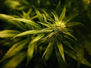 Supporting image for story: Man grew cannabis to pay off gambling debt