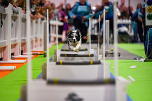 Dogs tackle the fly-ball course at the National Pet Show at the NEC, Birmingham. PA Photo. Picture date: Sunday November 3, 2019.  Photo credit should read: Jacob King/PA Wire.