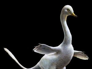Supporting image for story: Dino-swan with ‘killer claws’ was at home in the water, study shows