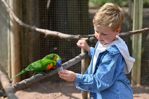 Bobby Harris, aged five, feeds the rainbow lorikeet