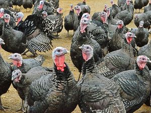 Supporting image for story: NFU's call for public to back local turkey farmers