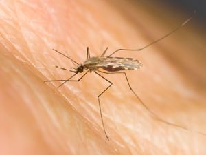Supporting image for story: Holidaymakers urged to protect themselves against malaria as cases surge