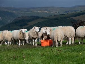 Supporting image for story: Sheep euthanised after 'horrific' dog attack in Powys village - police investigating