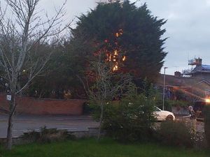 Supporting image for story: Conifer tree 'deliberately' set on fire next to homes in Wem