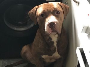 Supporting image for story: Urgent appeal to trace dogs after man, 33, dies