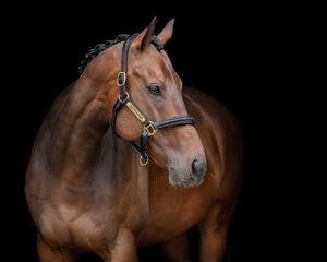 'Gold' winning image from The Guild of Photographers 2024 'Image of the Month' competition