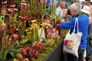 Shrewsbury Flower Show 2018