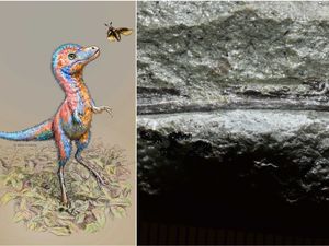 Supporting image for story: Baby tyrannosaurs were ‘size of Border Collie dog’ when taking first steps