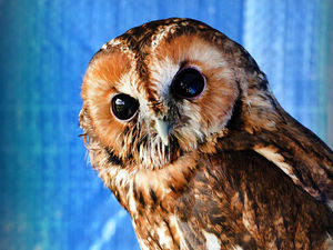 Supporting image for story: Miracle recovery: Owl ready to be released after being 40 minutes from death