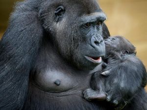 Supporting image for story: Recycling old phones ‘could help save endangered gorillas’
