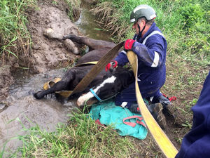 Supporting image for story: Fire crews rescue horse trapped in ditch near Telford