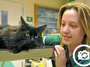 Supporting image for story: Stray cat treated in Wem after being shot by heartless attacker