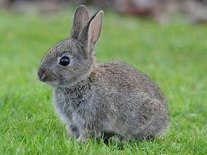 Supporting image for story: Andy Richardson column: Sew, this is how to make a hat. Or not