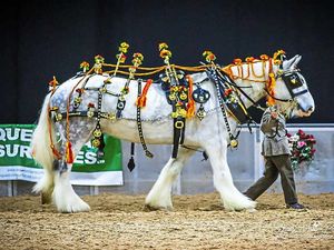 Supporting image for story: Shire Horse Show cancelled