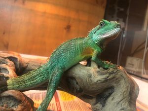 Supporting image for story: Chinese water dragon found wandering along Midlands street