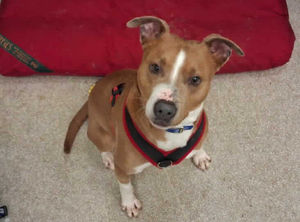 Lovely Luna, who is in the care of Gonsal Farm this Christmas after being found abandoned and living outdoors