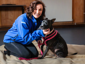 Supporting image for story: RSPCA faces tough Christmas with 3,500 animals in care - including 22 adorable dogs, cats and rabbits in Shropshire