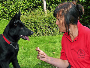 Supporting image for story: Market Drayton accident victim trains pet to be assistance dog