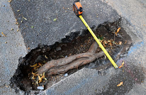 The thick root just 10 inches away from the property's foundations